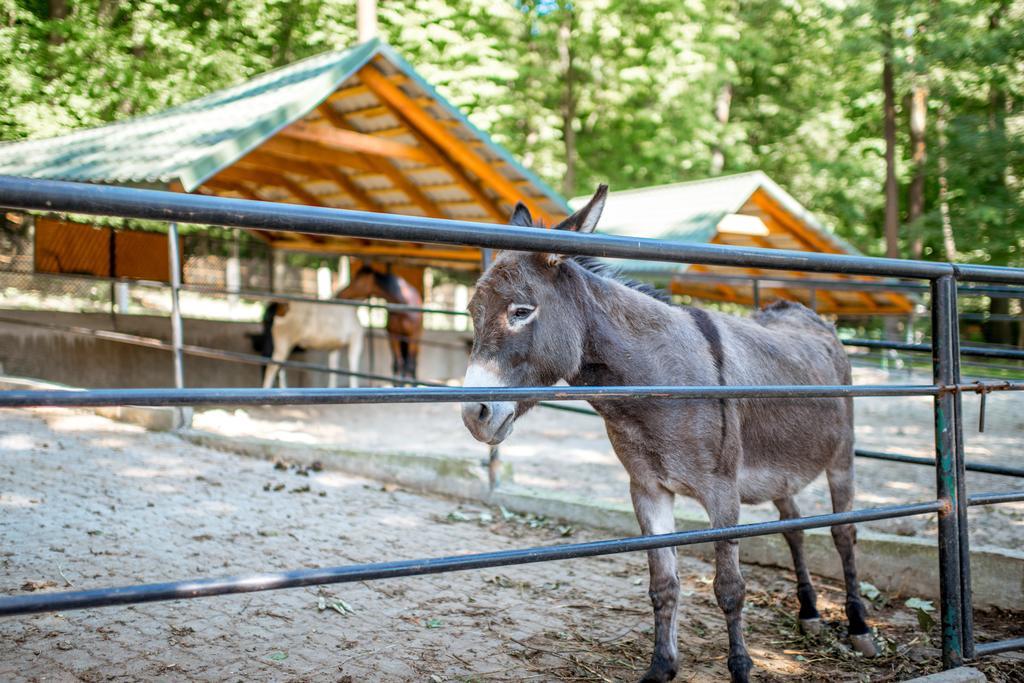 Buhta Vikingiv Hotell Vodniki Exteriör bild